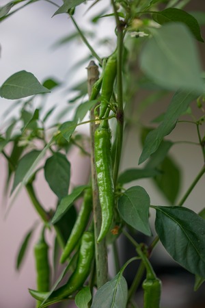 green chilli growing on plant, close up viewの写真素材
