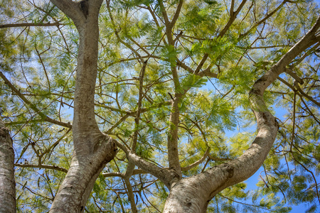 flamboyan tree, delonix regia, branch with green leavesの写真素材