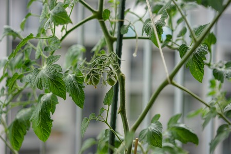 green young tomato on plant branch, close up viewの写真素材