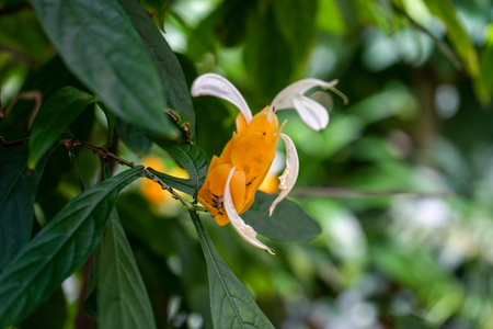 Exotic plant species belonging to the Fabaceae familyの写真素材
