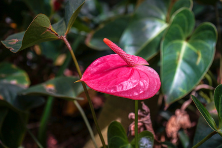tropical anthurium flower blooming in the garden with dark green backgroundの写真素材