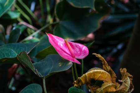 tropical anthurium flower blooming in the garden with dark green backgroundの写真素材