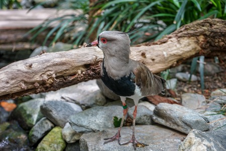 close up view of exotic bird from the charadriidae familyの写真素材