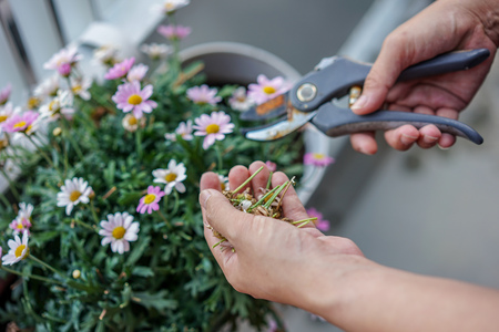 urban gardening on balcony, trimming plants and flowersの写真素材