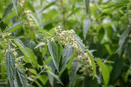 Stinging nettle plant. Urtica dioica, also known as common nettle