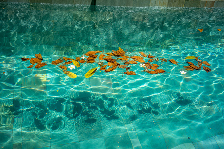 Leaves in pool water, holiday concept picture