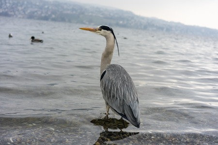 Crane bird with grey feather, close up viewの写真素材