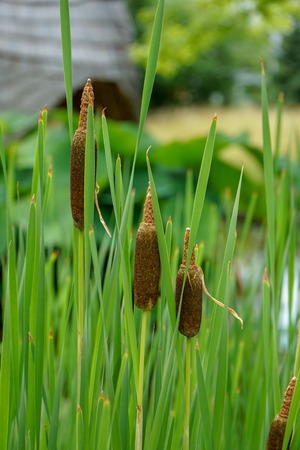 Green water plant stem with brown budの写真素材