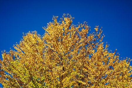 yellow tree with blue sky in autumnの写真素材