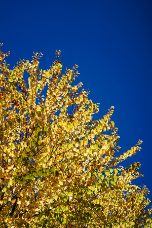 yellow tree with blue sky in autumnの写真素材