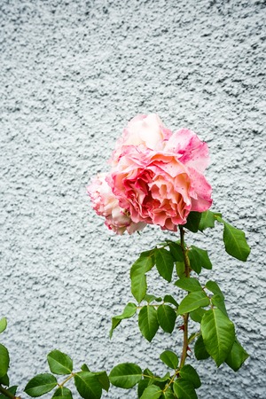 pink rose bud in front of grey wallの写真素材
