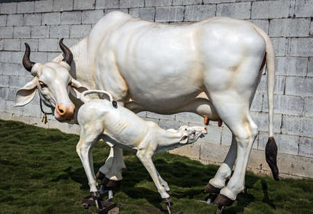 Beautifully crafted real-size sculpture of a cow milking her calf in Pune, Maharashtra, India. This life size statue is attractive and eye-catching for passers by.の写真素材