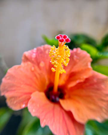 Isolated, Close-up of Pollan grains on Stigma of an orange  Hibiscus flower.