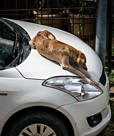Pune, Maharashtra,India-June 4th,2020:A brown street dog relaxing on the top of white car bonnet.