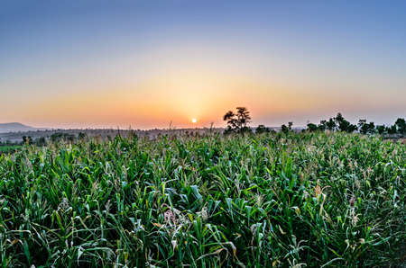Beautiful Sunset behind the green fields in a village.
