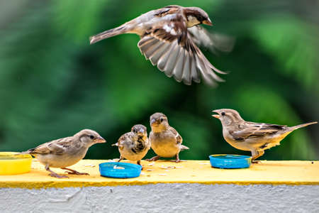 Selective focus, shallow depth of field image of a group of sparrows eating their food on a wall with one flying.の写真素材