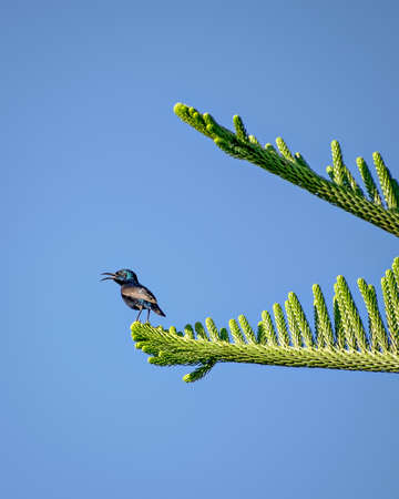 Beautiful Purple Sun bird(Cinnyris asiaticus) sitting & shouting on attractive Juniper tree branch...