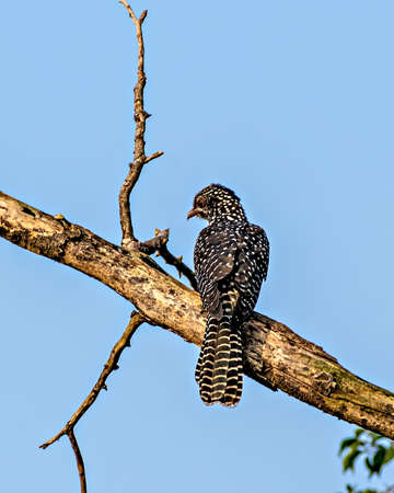 Black Asian Koel(Eudynamys scolopaceus) , female bird sitting on branch of tree.の写真素材