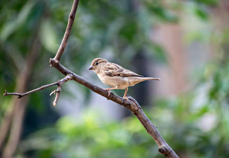 Selective focus, shallow depth of field, Isolated image of a female sparrow on tree branch with green background.の写真素材