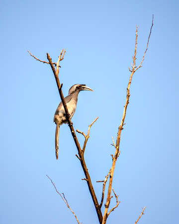 Close up image of Indian grey hornbill(Ocyceros birostris) sitting on a dry tree branch.の写真素材