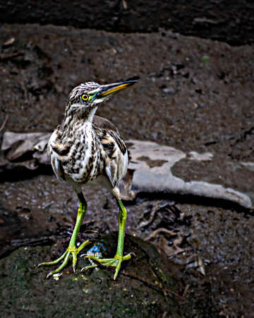 Close-up image of brown Pond Heron(Ardeola) bird near water body.の写真素材