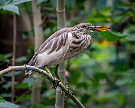 Close-up image of brown Pond Heron(Ardeola) bird on a tree branch.の写真素材