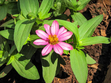 Pink Zinnia Aungustifolia flower with natural green leaves background.
