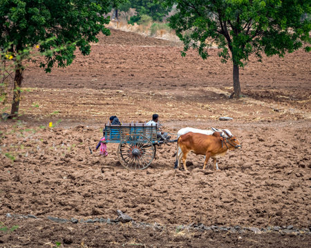 Farmer family returning home in their bullock cart through the farm on a sunny day.の写真素材