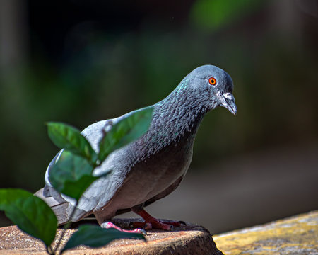Close up image of grey homing pigeon , selectively bred for its ability to find its way home over extremely long distances.の写真素材