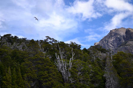 Bird flying over forest with mountain peak view on summer day.の写真素材