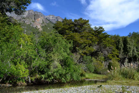 Mountain stream among woods on sunny summer day.の写真素材