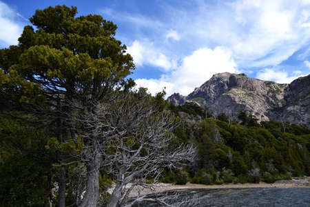 Mountain lake shore with peak view and forest with bare pine trees on windy day.の写真素材