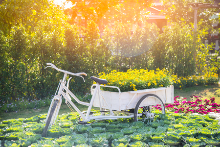 Beautiful vintage picture of white bicycle carryinng flower pots in public park.の写真素材