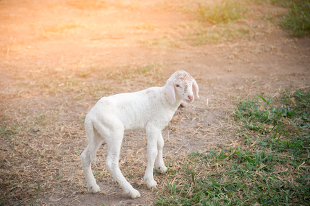 Lovely white sheep in the farm.の写真素材