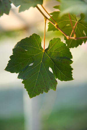 Grape leaves turn green light.の写真素材
