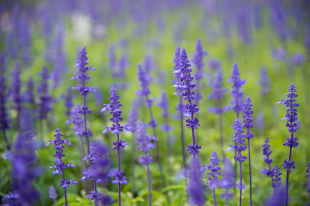 Lavender field background.の写真素材