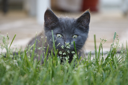 Gray Domestic Short Hair Kitten Sniffing Flower in Backyardの写真素材