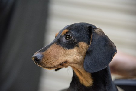 Profile View of Brown and Black Dachshund Puppy Dogの写真素材