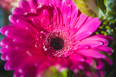 sunny flowerのeditorial素材