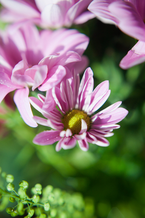 sunny flowerのeditorial素材