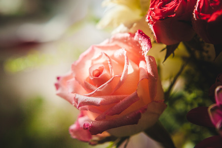 sunny flowerのeditorial素材