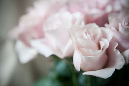 arge buds of pink roses in an expensive bouquet. close-up of a bouquet of huge pink roses on a light backgroundの写真素材