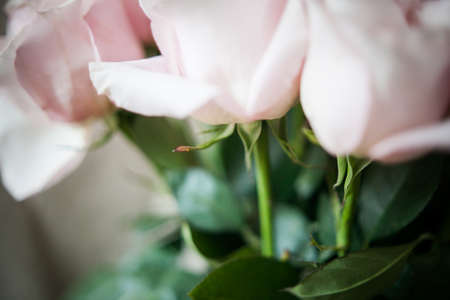 arge buds of pink roses in an expensive bouquet. close-up of a bouquet of huge pink roses on a light backgroundの写真素材