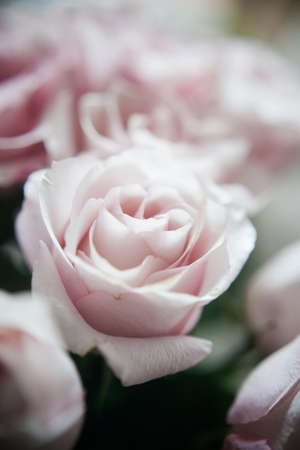 arge buds of pink roses in an expensive bouquet. close-up of a bouquet of huge pink roses on a light backgroundの写真素材