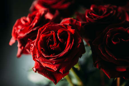 expensive bouquet of large red roses. low key photographyの写真素材