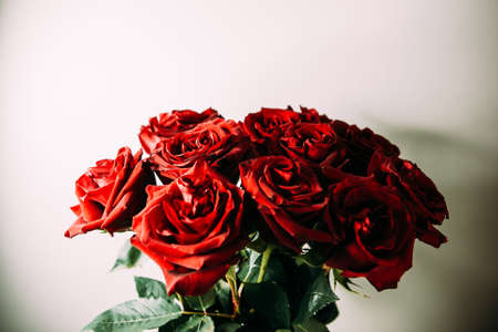 luxurious bouquet of large red roses close-up on a light background in the dark. low key photography, noirの写真素材