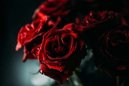 expensive bouquet of large red roses. low key photographyの写真素材