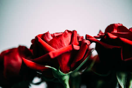 luxurious bouquet of large red roses close-up on a light background in the dark. low key photography, noirの写真素材