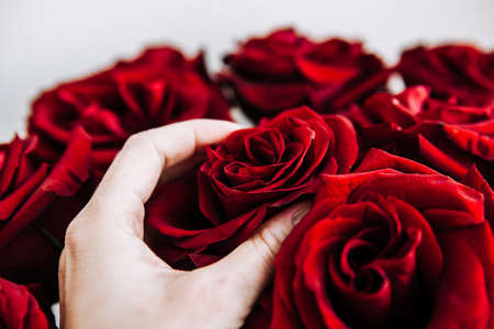 luxurious bouquet of large red roses close-up on a light background in the dark. low key photography, noirの写真素材