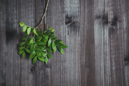 branches of greenery on a dark wooden backgroundの写真素材